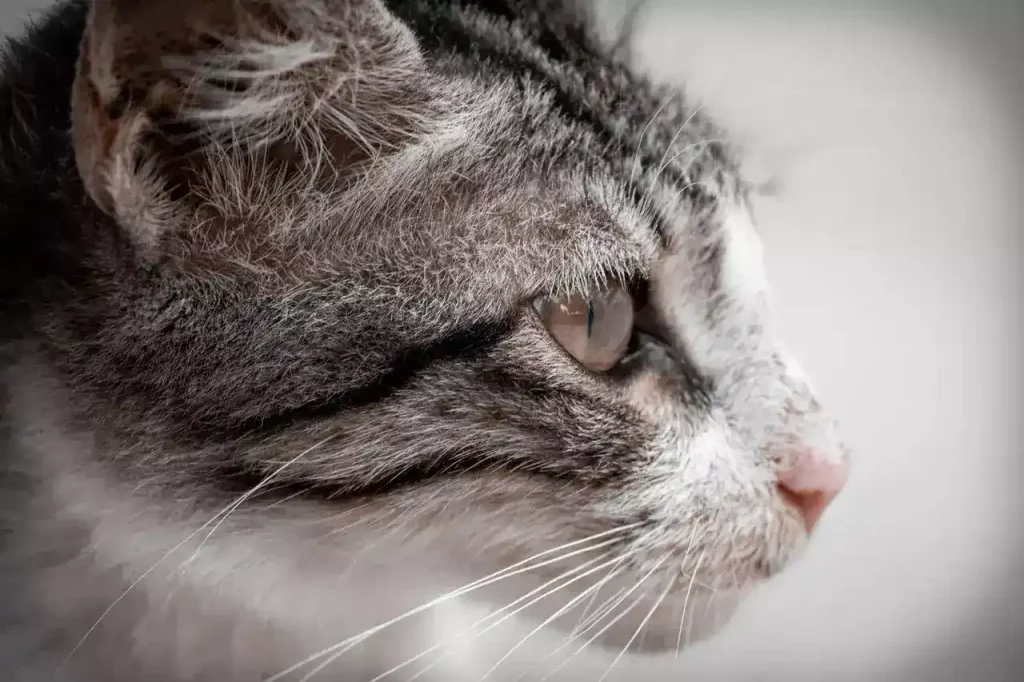 cat profile sideview