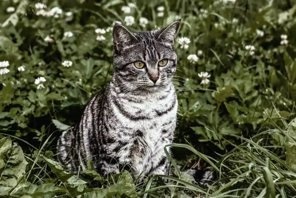 cat sitting on grass flowers