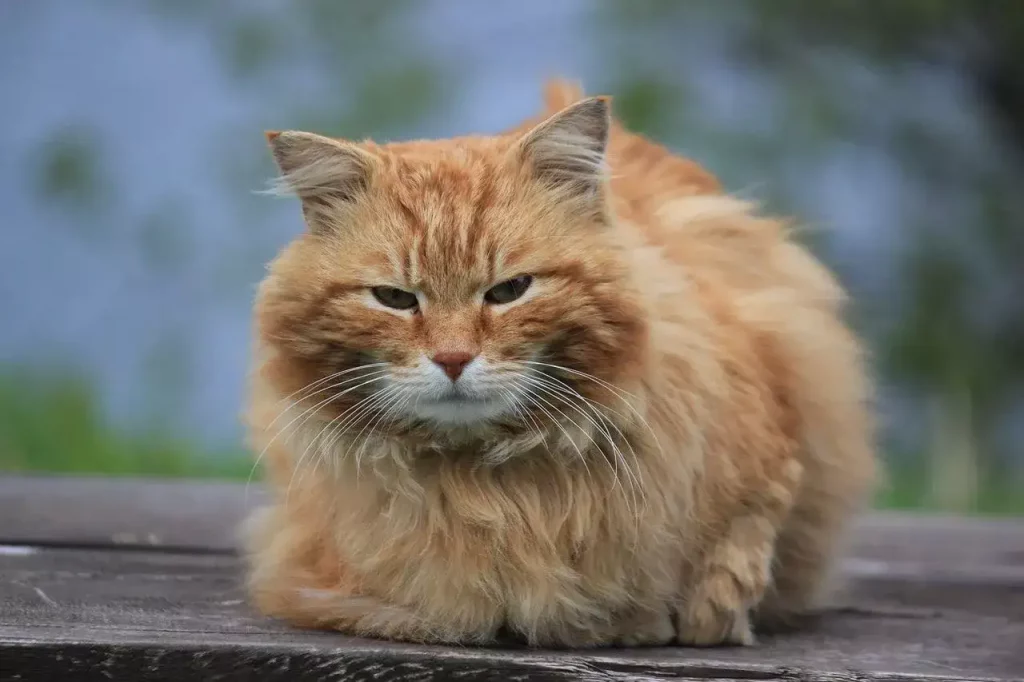 cat sitting outside