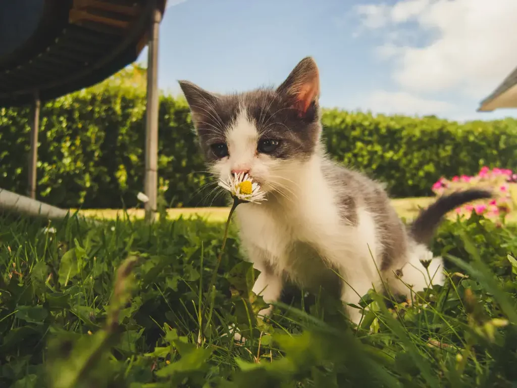 cat sniffing flower