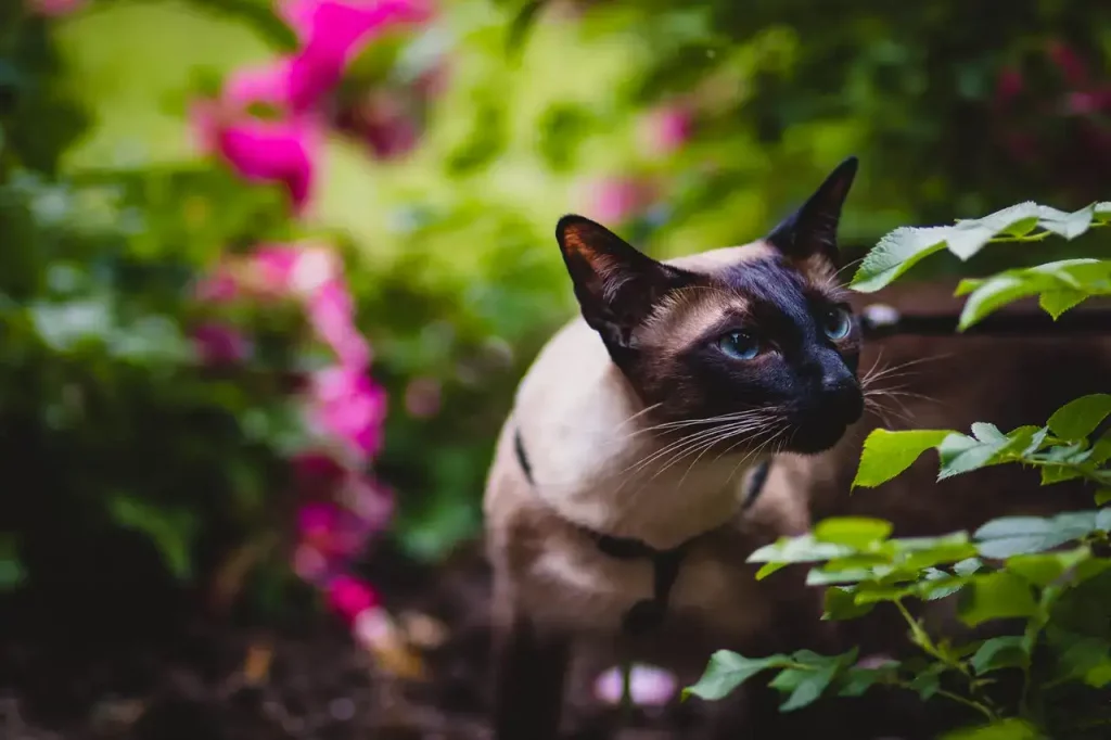 cat sniffing flower plant