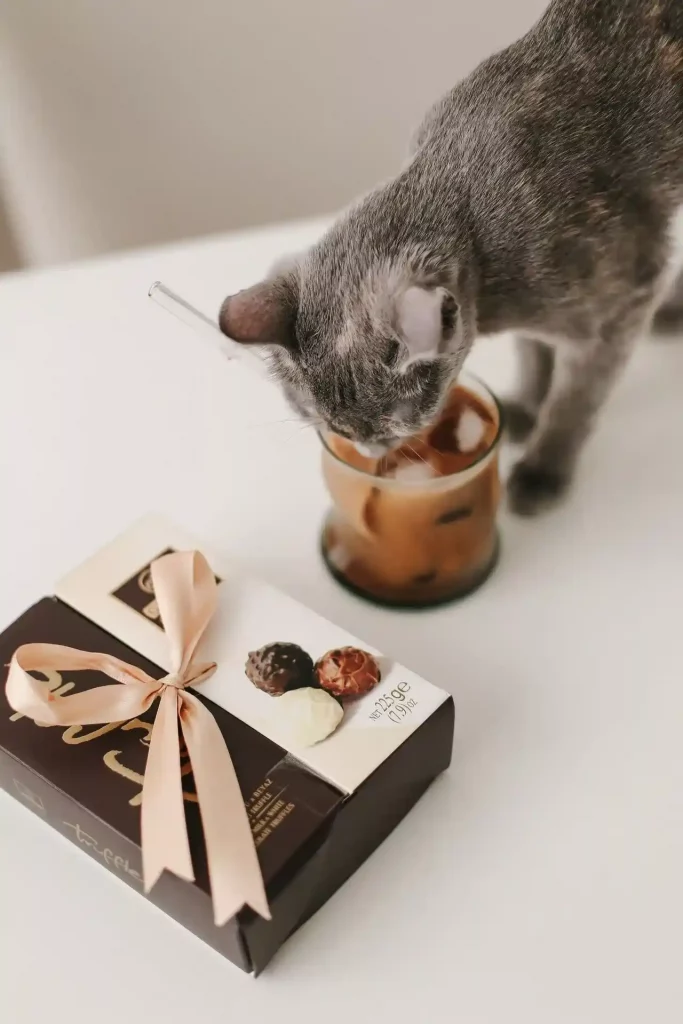 cat sniffs human food