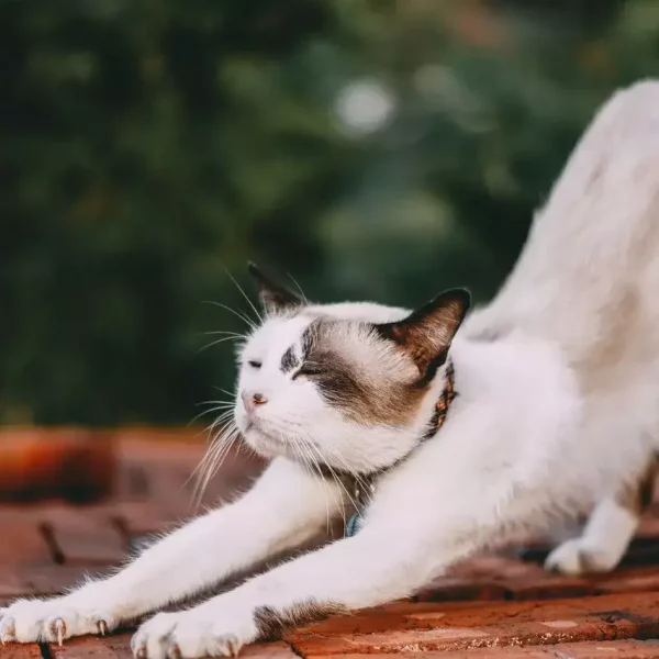 cat_stretching_on_the_rooftop