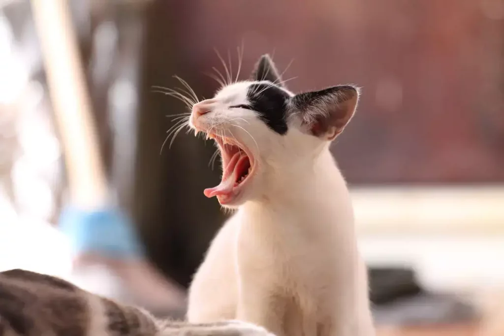 cat teeth yawning
