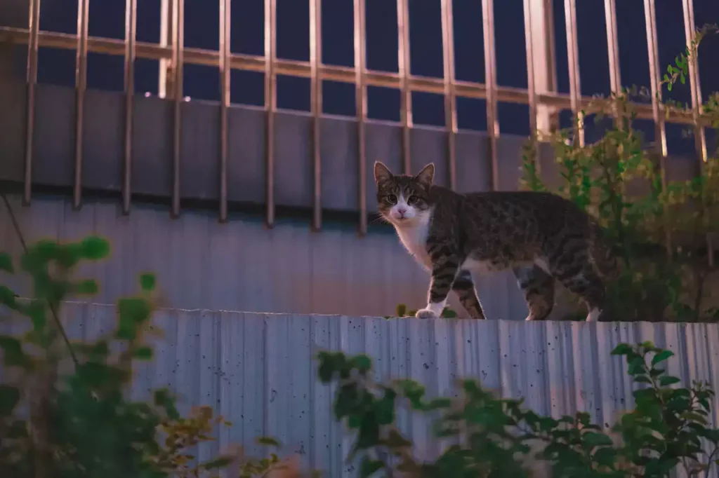 cat treading on fence