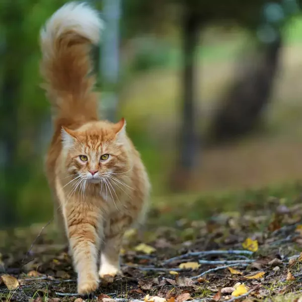 cat_walking_in_a_forest