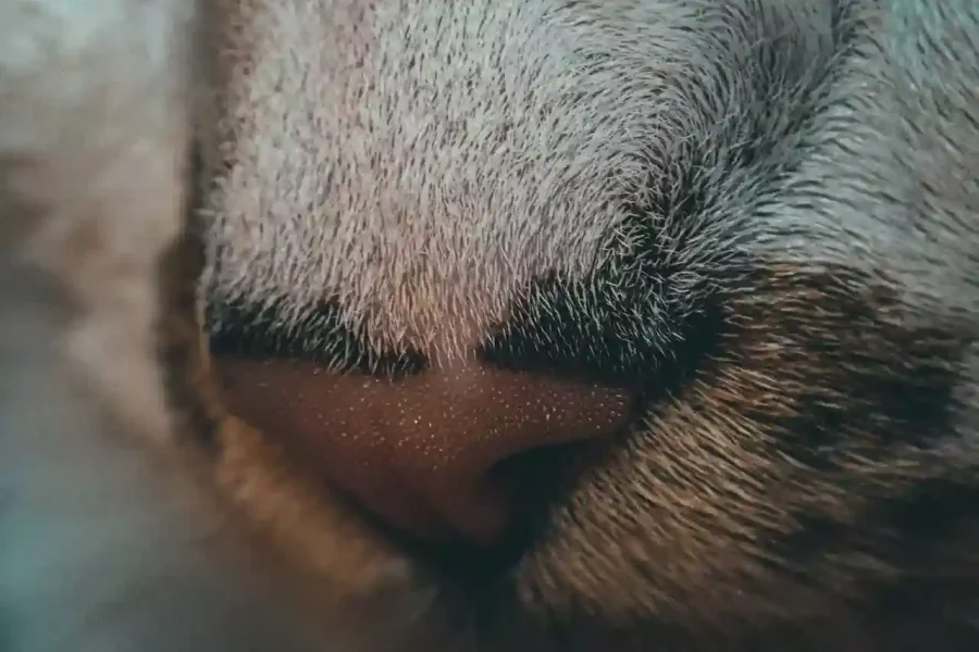 cats_nose
