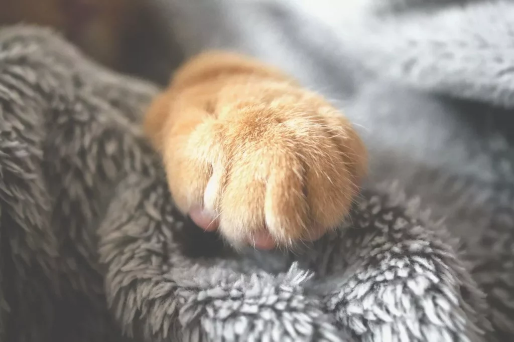 cats paw
