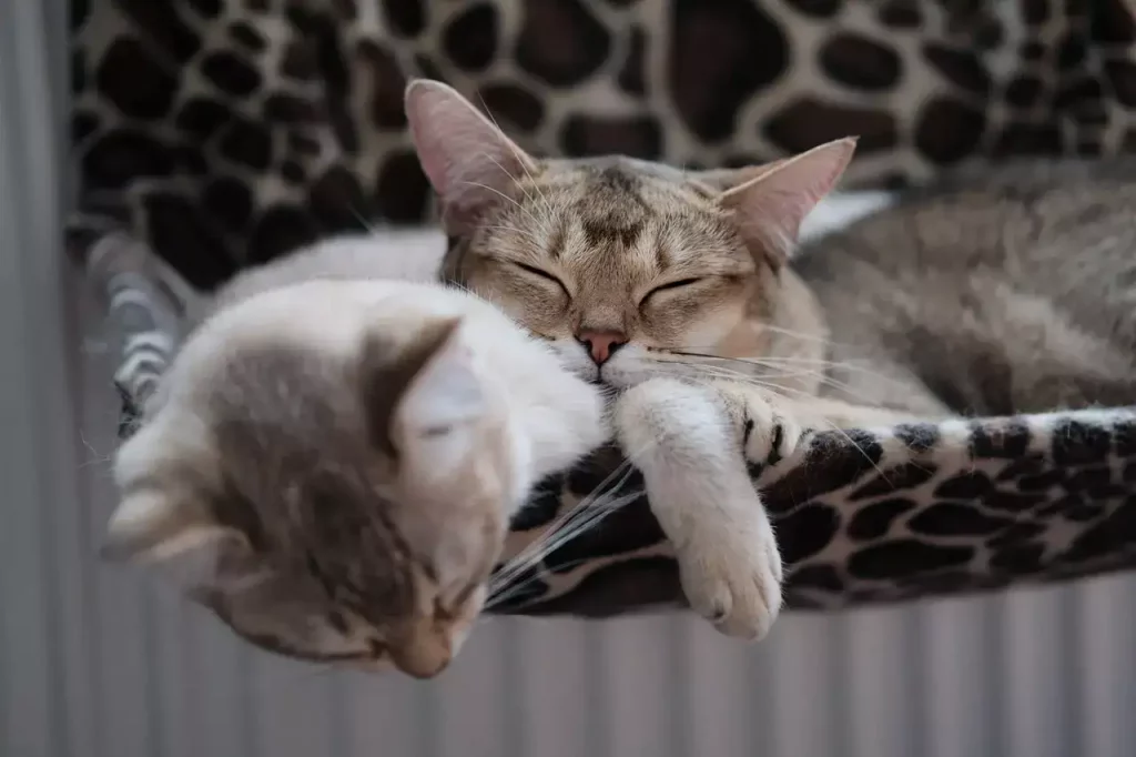 cats sleeping