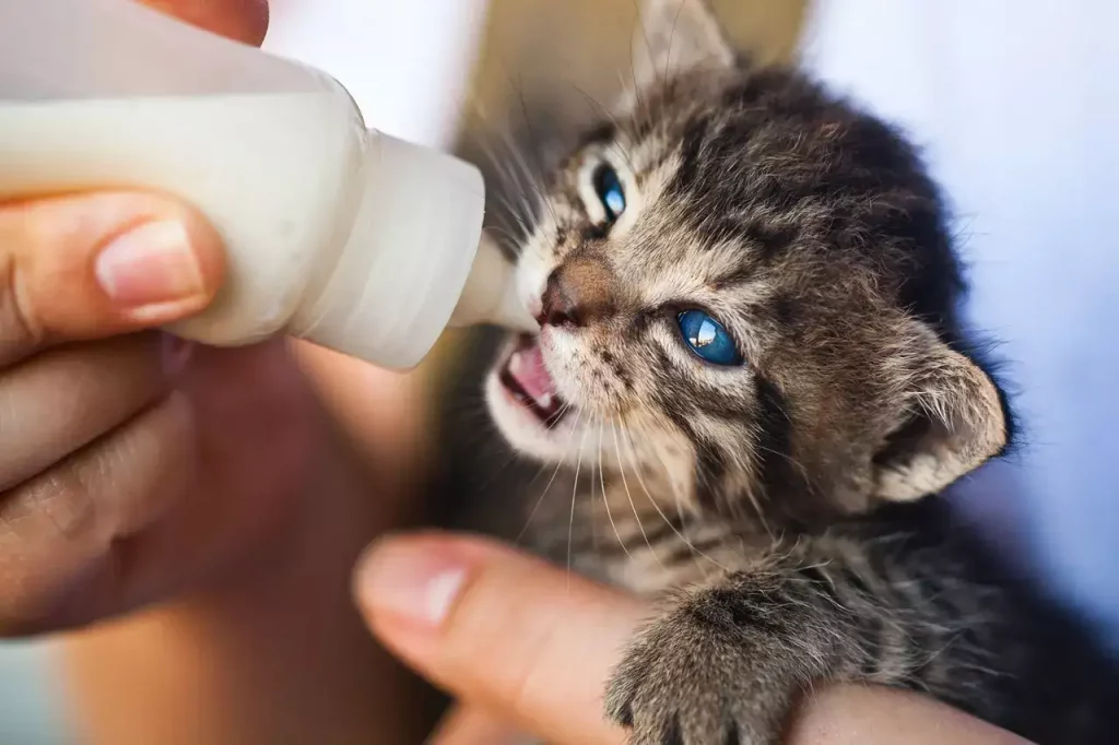 feeding kitten