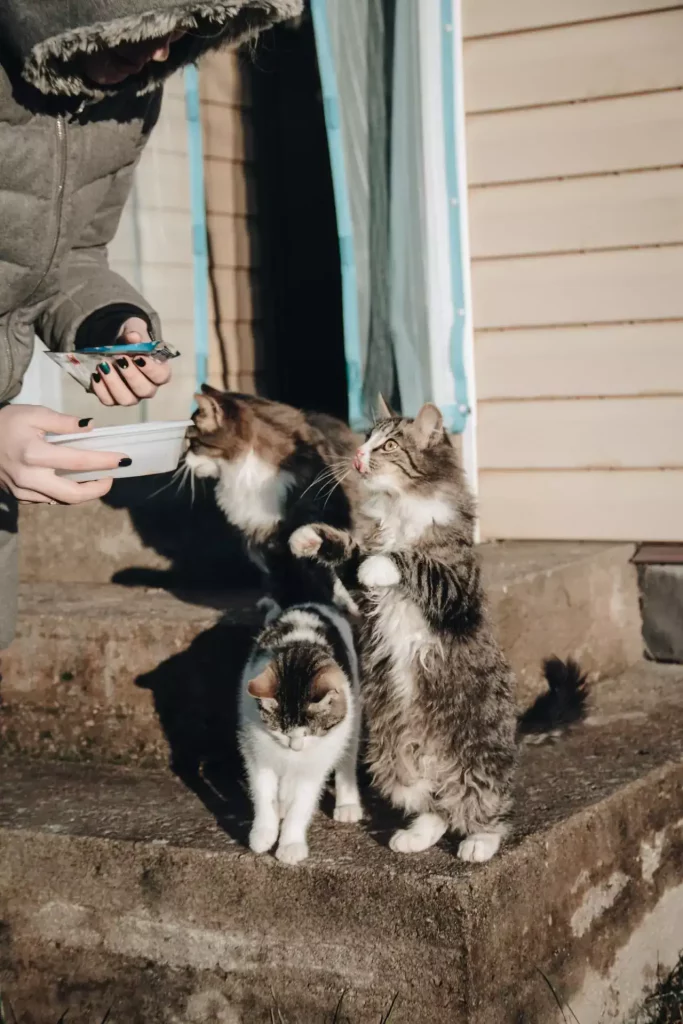 feeding multiple cats