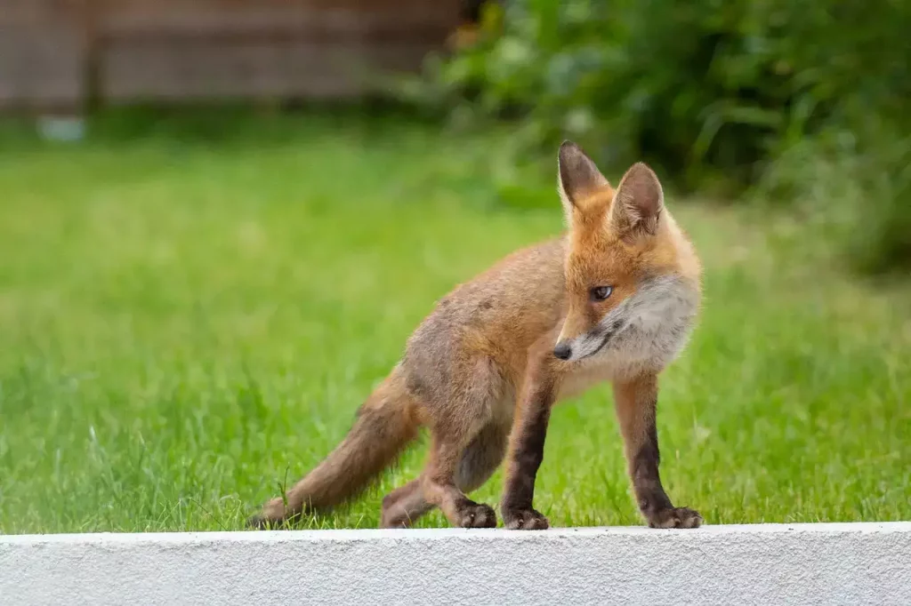 fox outside