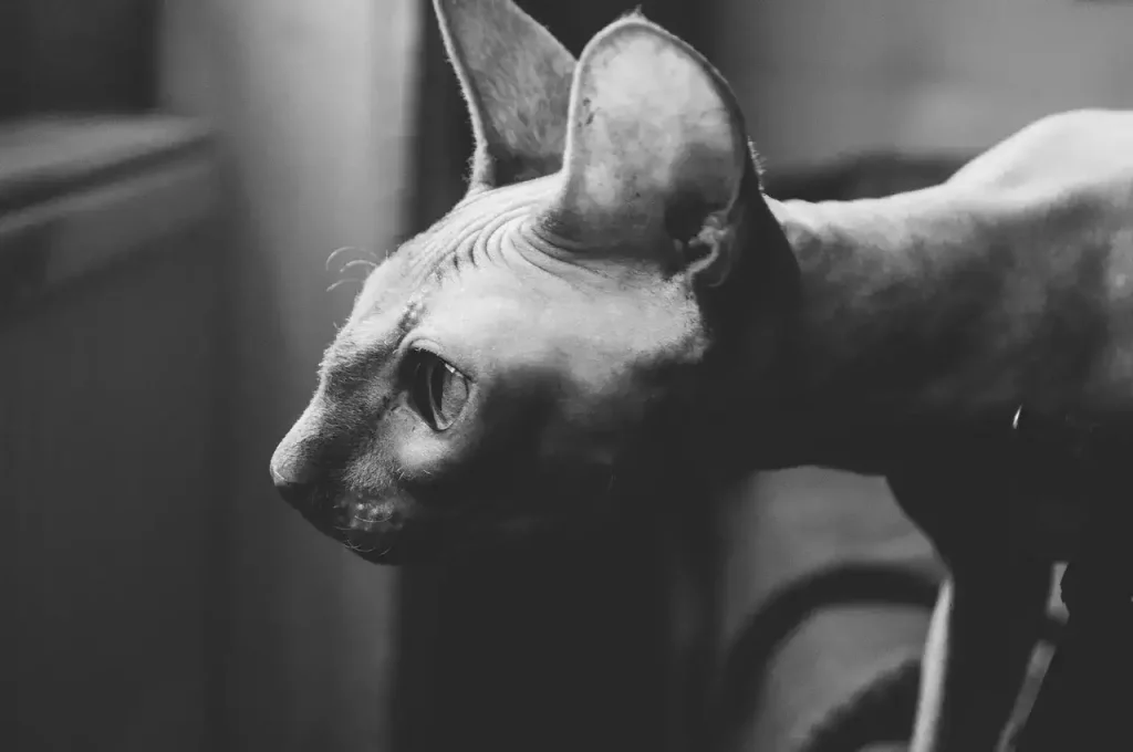 hairless cat