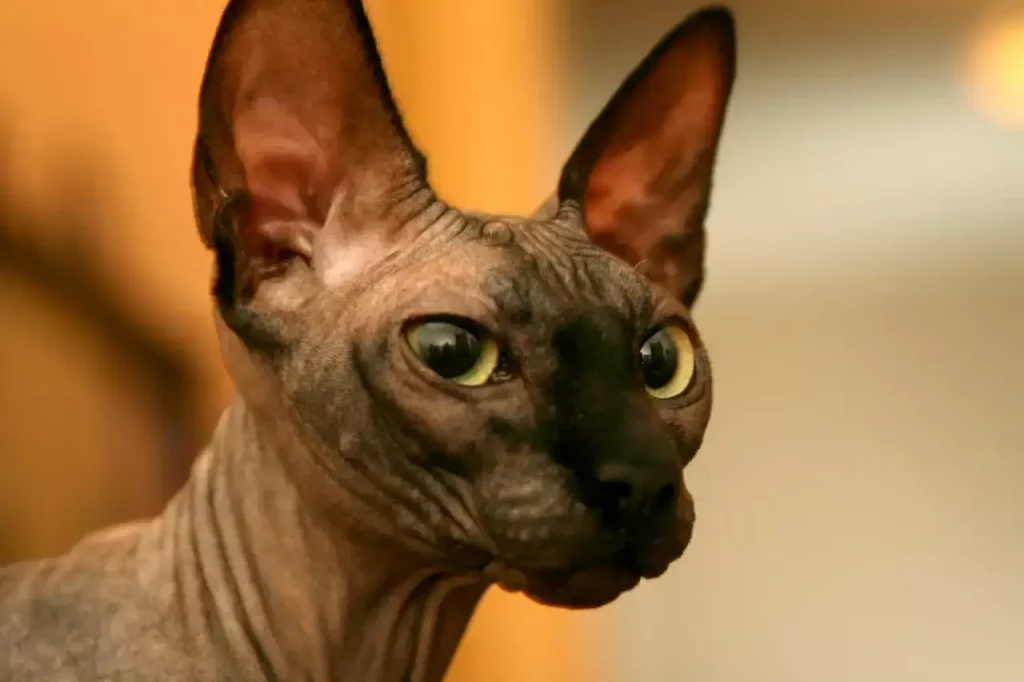 hairless sphynx cat