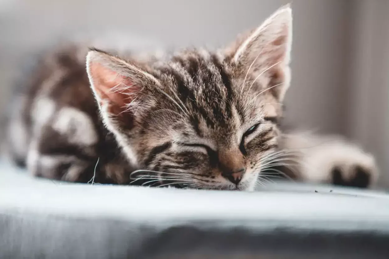 kitten_dreaming