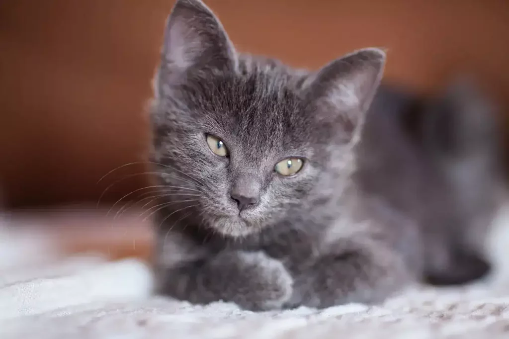 kitten gray