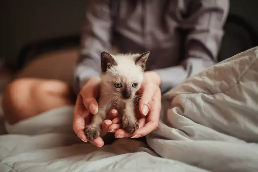 kitten_in_hand