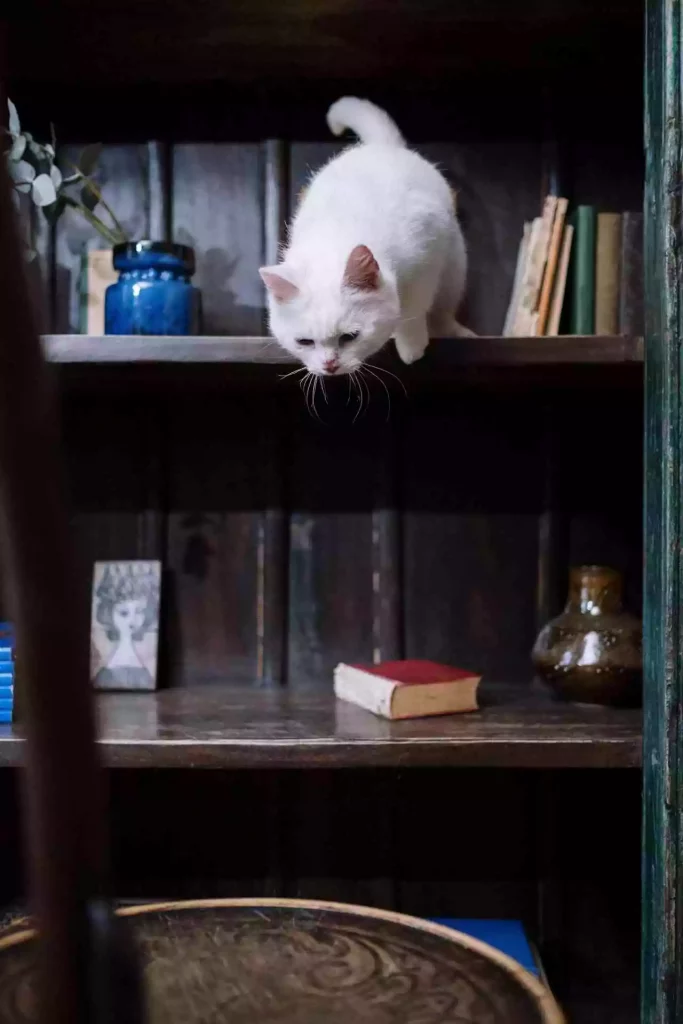 kitten jump on cupboard