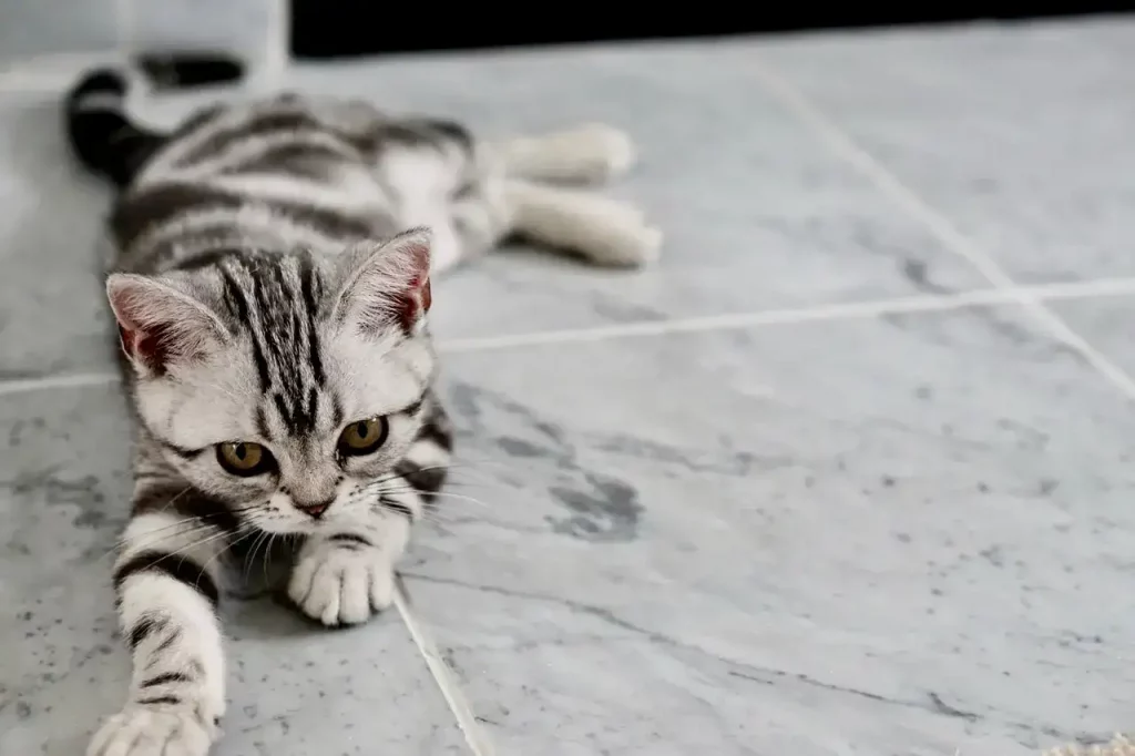 kitten laying on floor