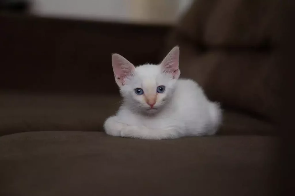 kitten looking at camera