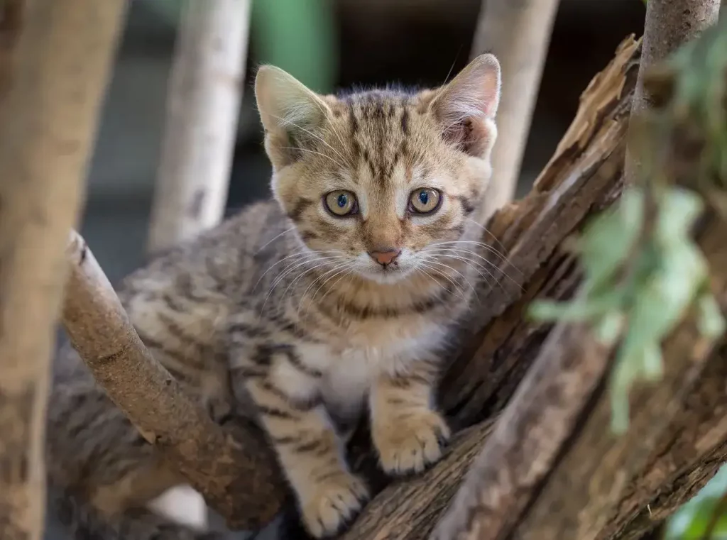 kitten on tree