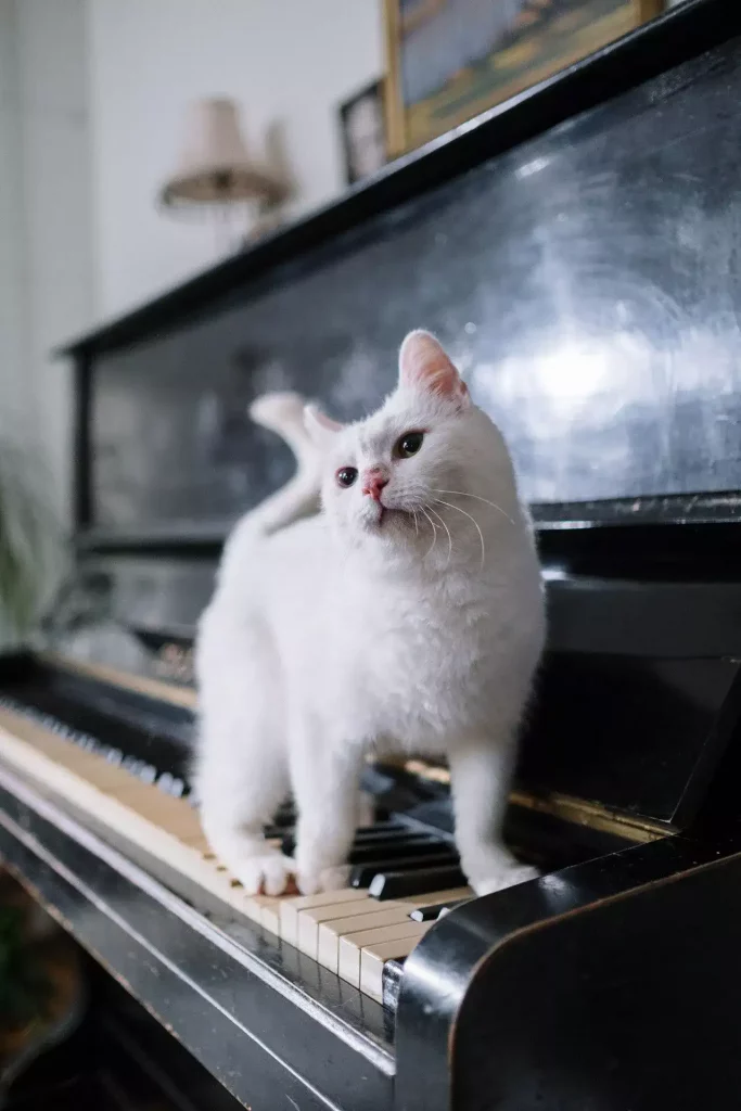 kitten piano