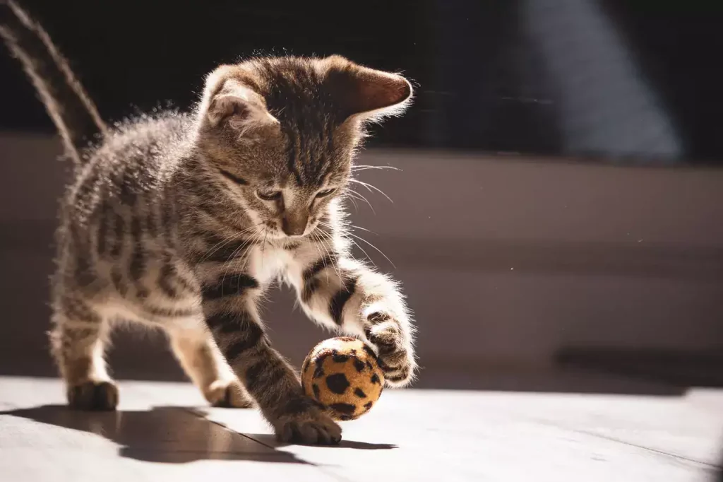 kitten playing