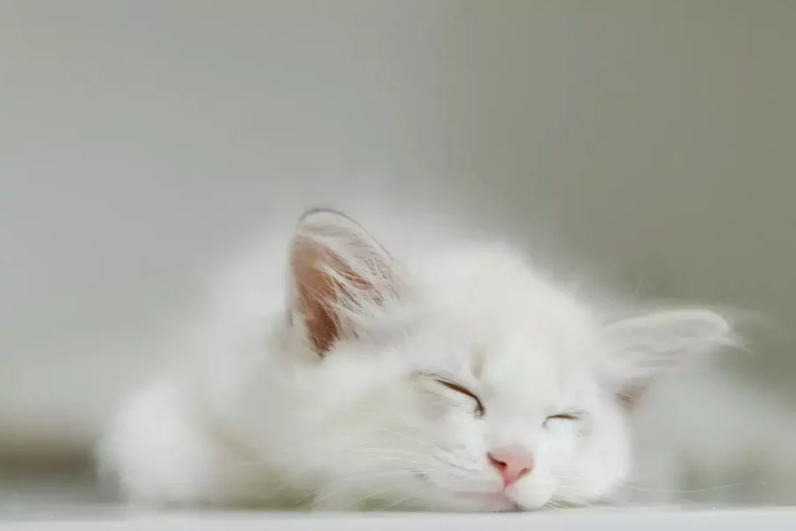 kitten_sleeping