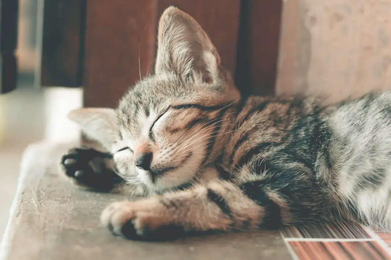 why-do-kittens-breathe-fast-when-sleeping-meowfluent