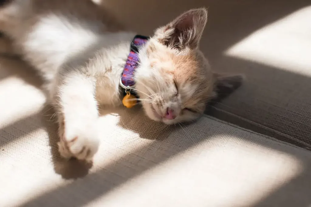 kitten sleeping on floor