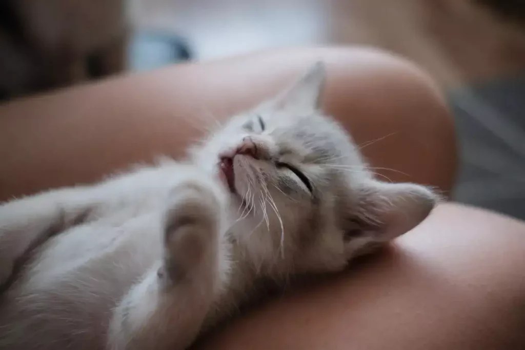 kitten sleeping on lap