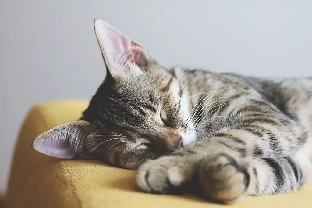 kitten sleeps couch