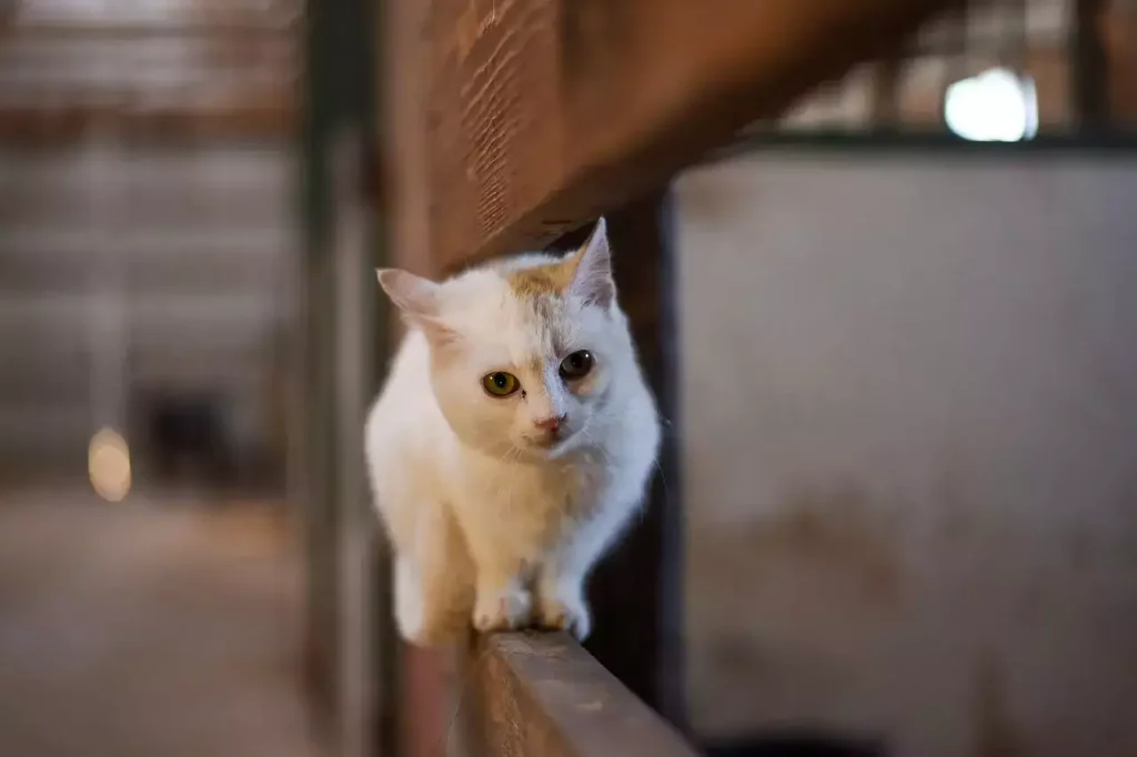 kitten_walking_on_fence