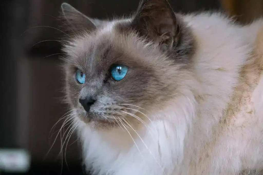 ragdoll cat blue eyes