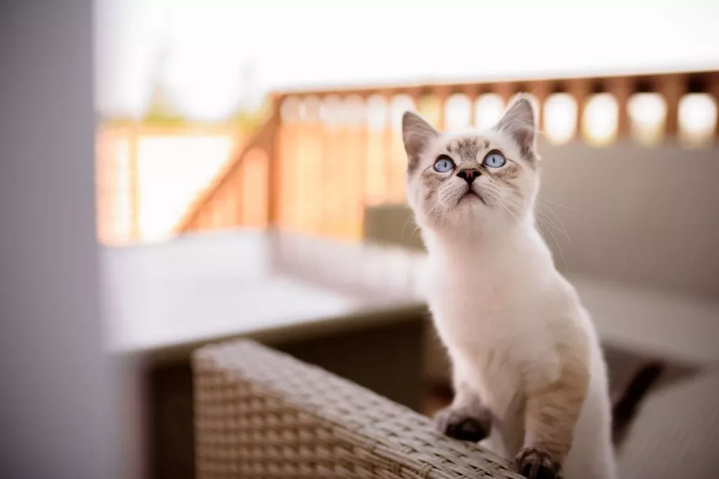 ragdoll cat box