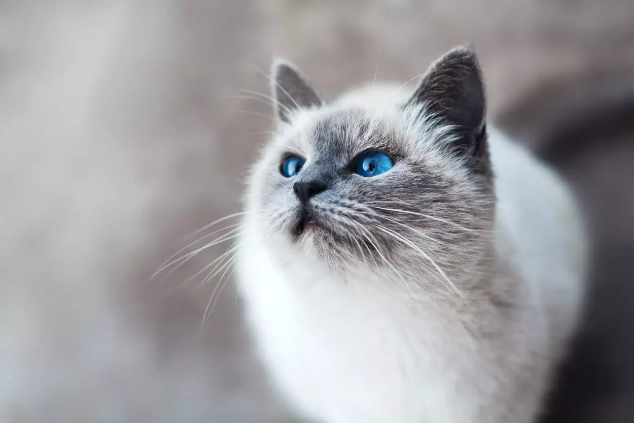 russian_blue_cat