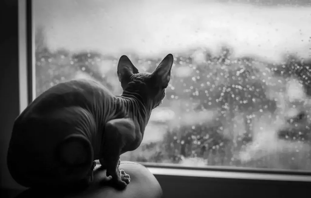 sphynx cat window