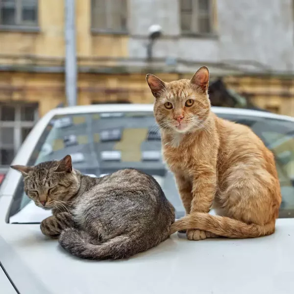 two_cats