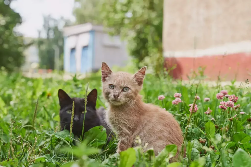 two cats in grass