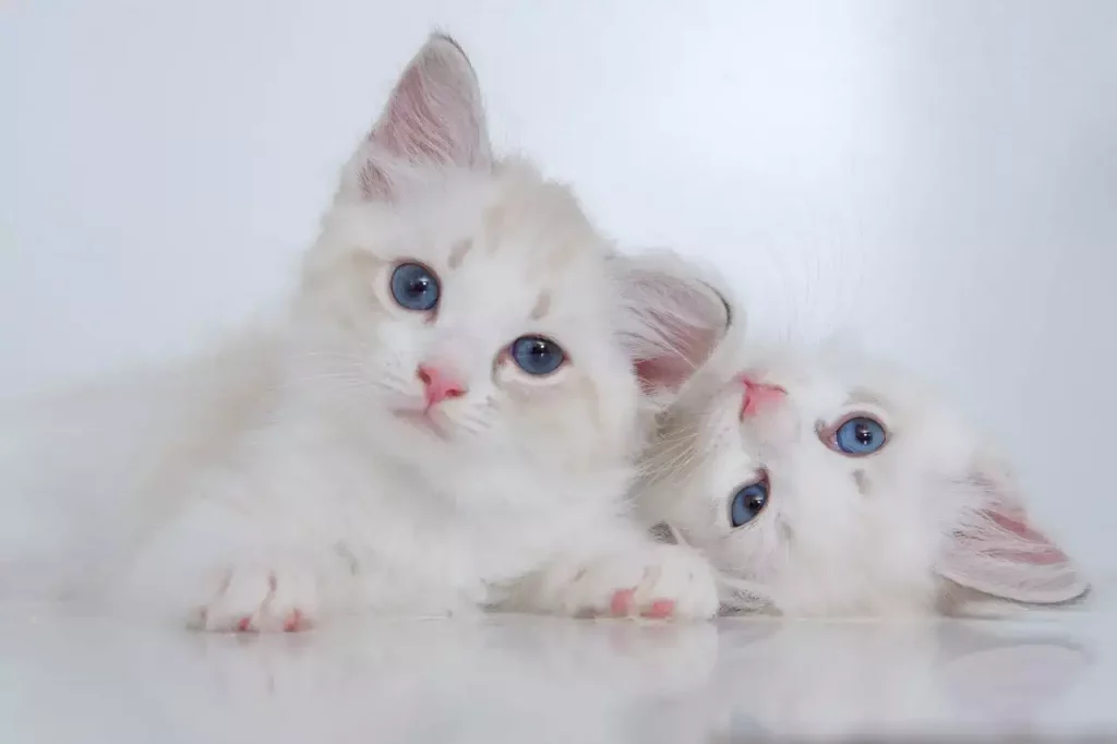 two white kittens
