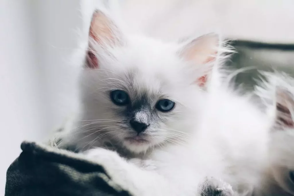 Himalayan_Ragdoll_Mix_Cat