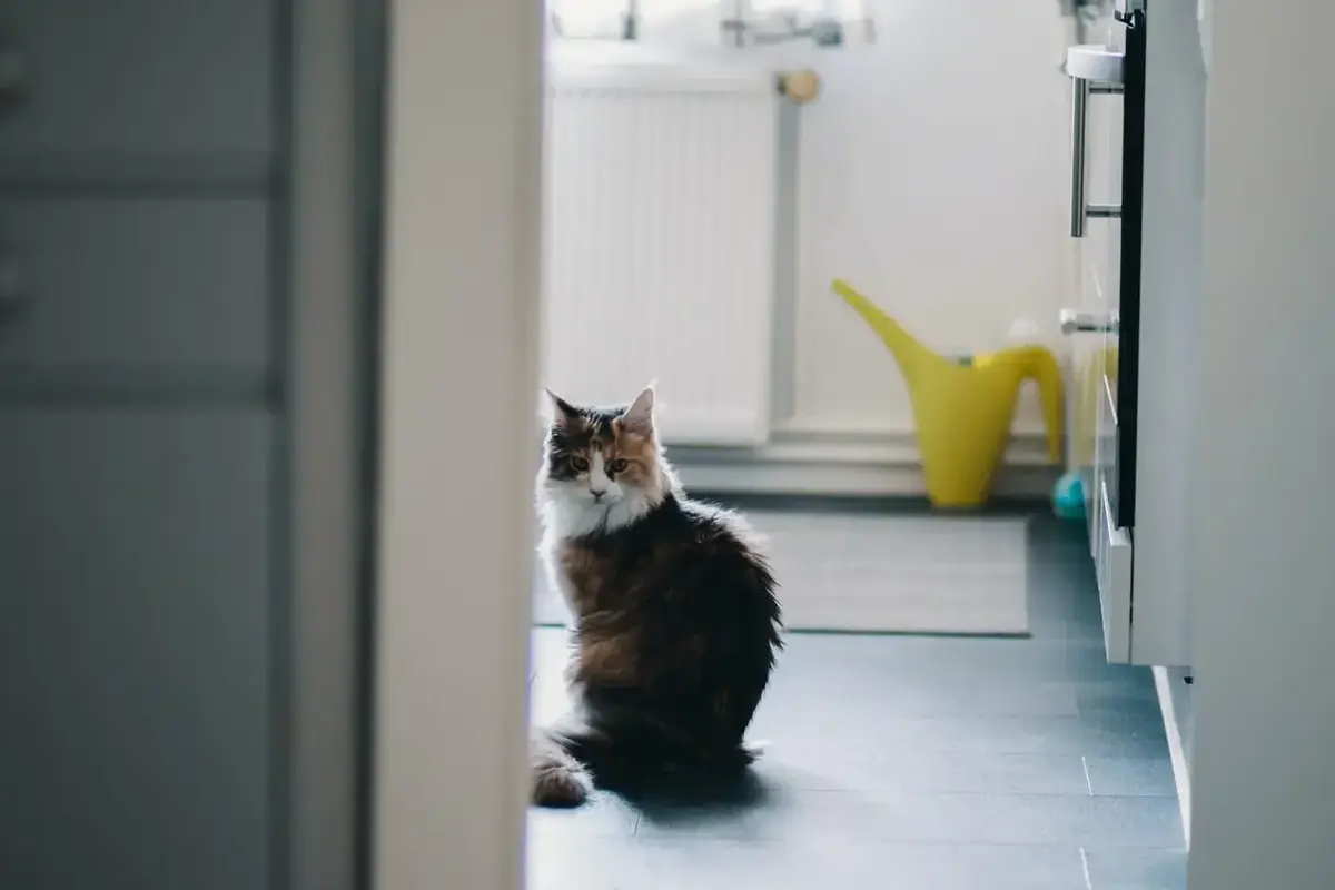 cat-drinking-toilet-water