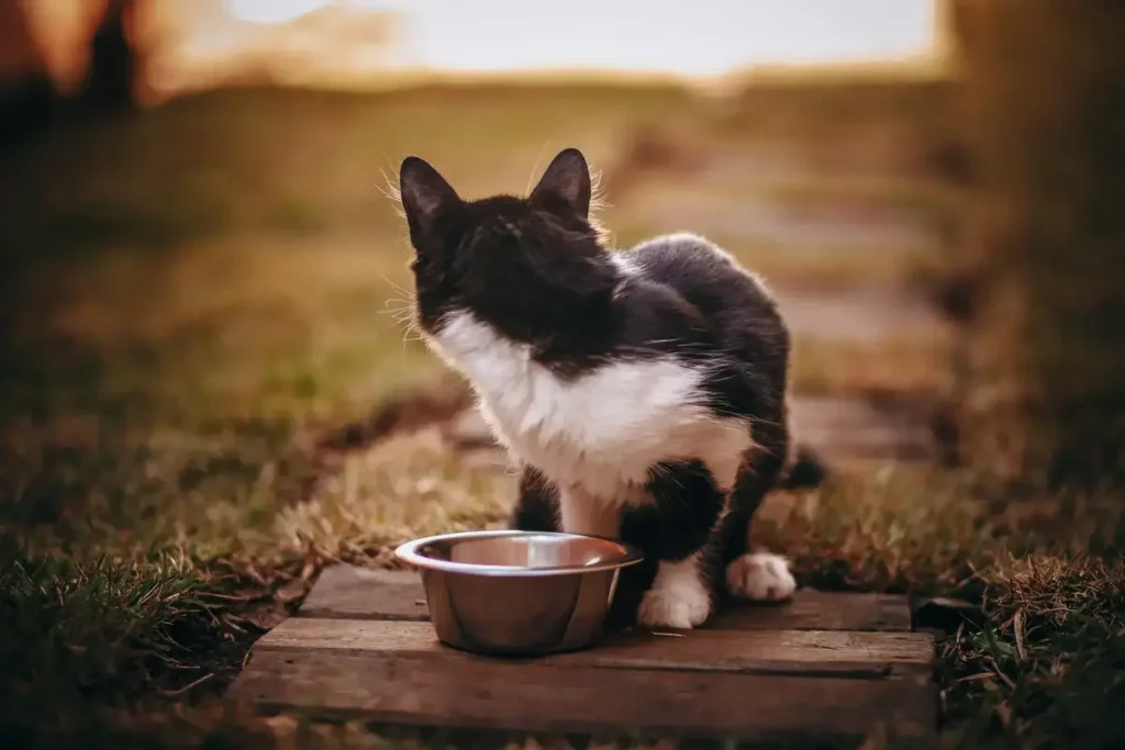 cat-not-drinking-water-from-bowl