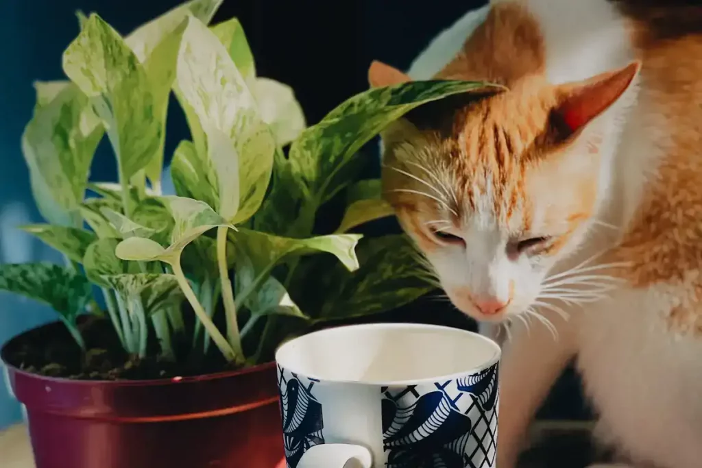 cat drinking water inside cup