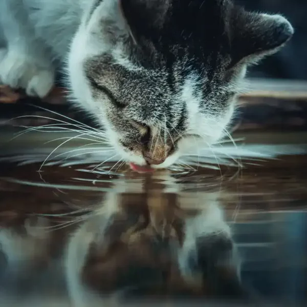 cat_drinking_water_outside