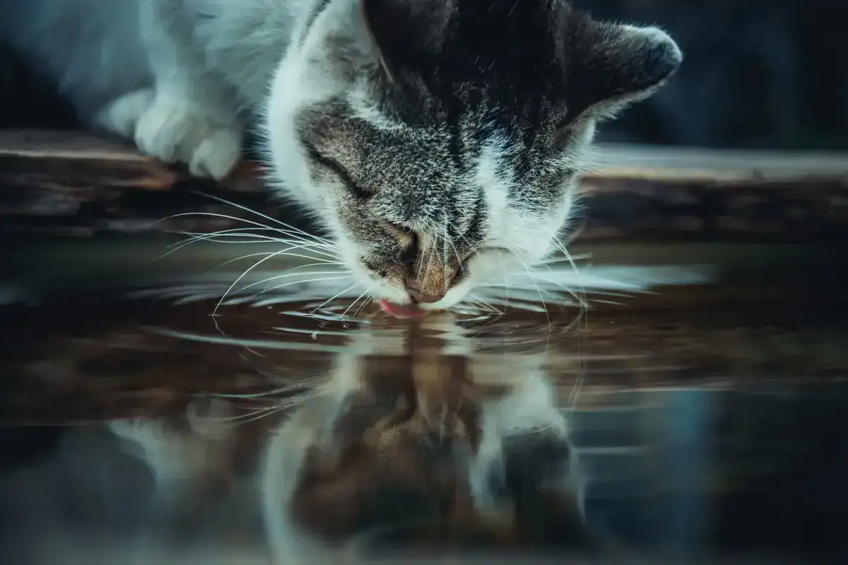 cat_drinking_water_outside
