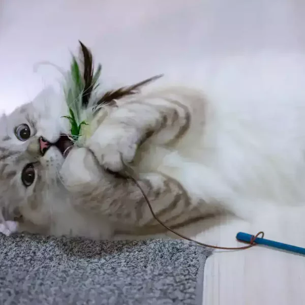 cat_licks_feather