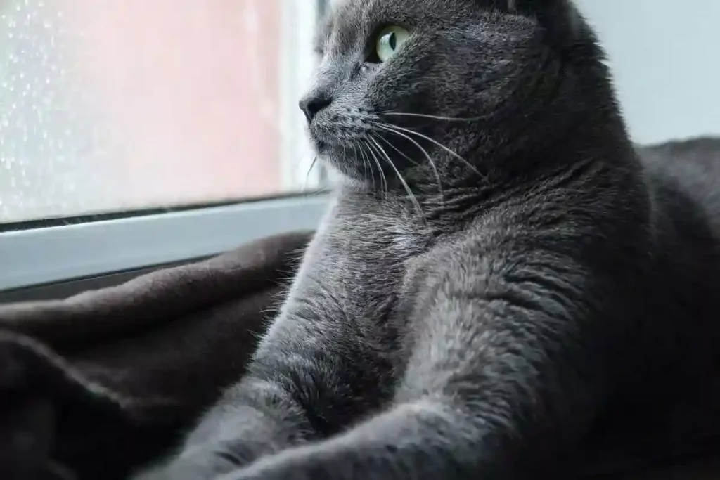 cat looking through window