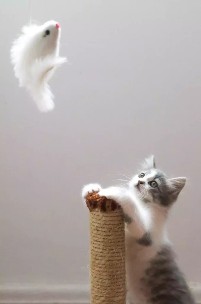 cat playing with feathers