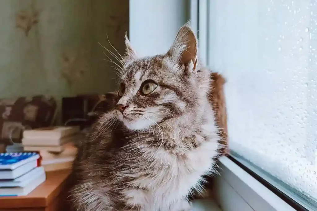 kitten_scared_during_thunderstorm